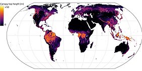 ETH-​Forschende haben eine Weltkarte entwickelt, die erstmals – mit maschinellem Lernen – aus Satellitenbildern abgeleitet und hochaufgelöst die jeweiligen Vegetationshöhen darstellen kann. (Bild: EcoVision Lab)