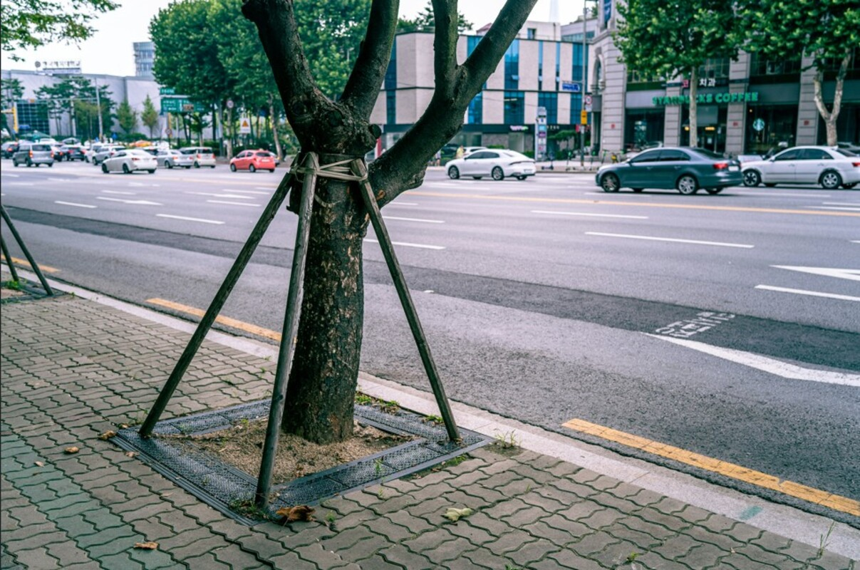 Baum an Straße (Symbolbild). Foto von sq lim auf Unsplash